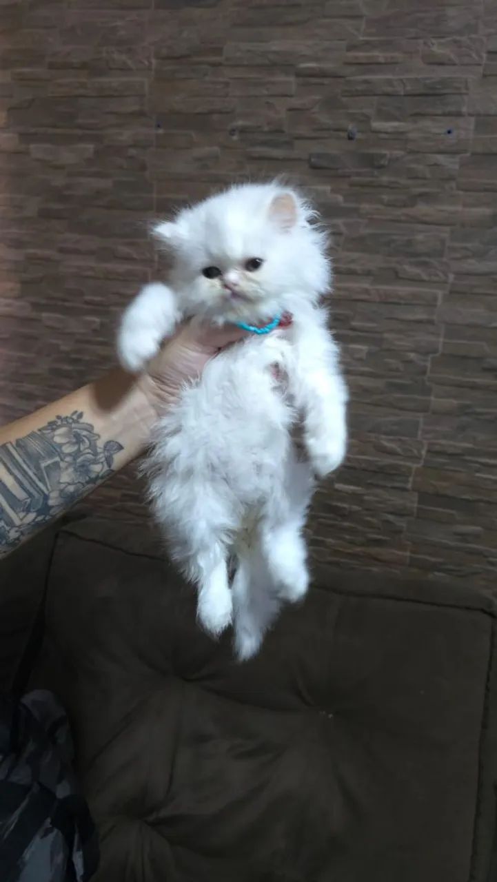 Gato persa 409382705462650882