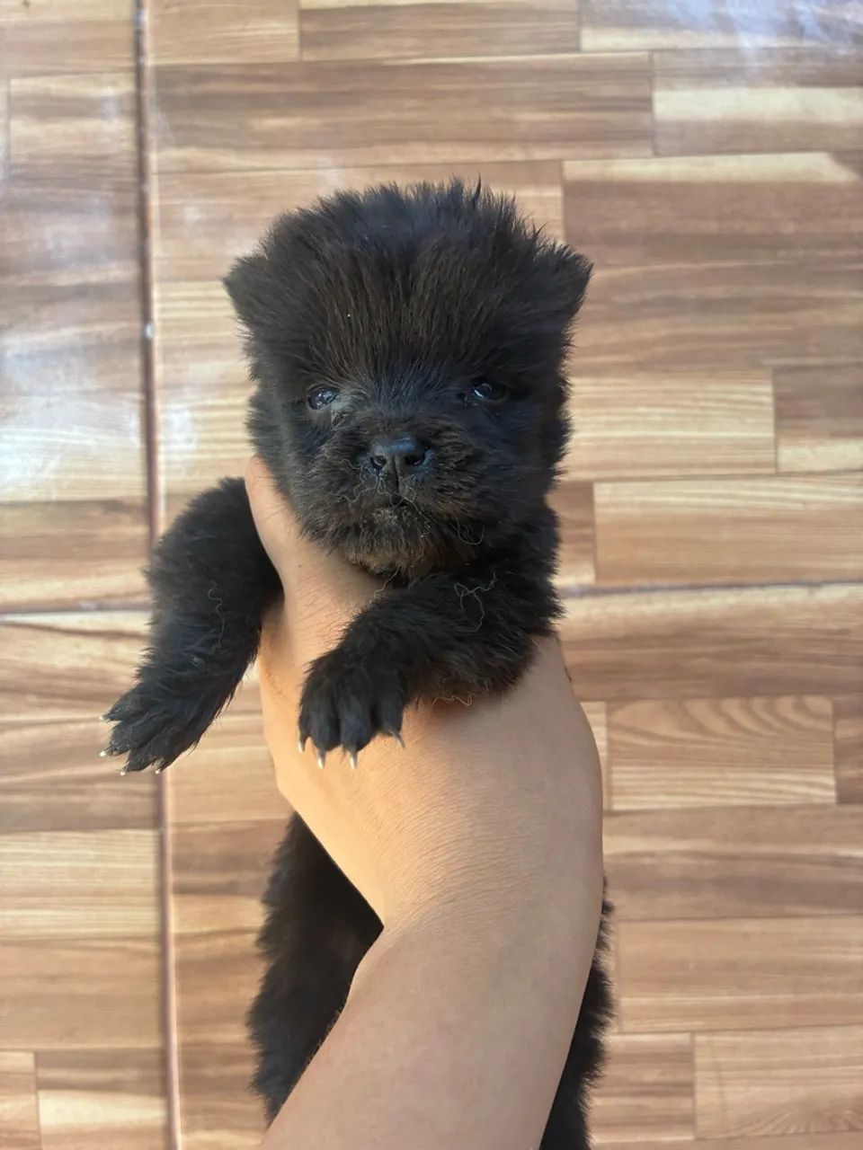 Chow Chow  - Foto 2