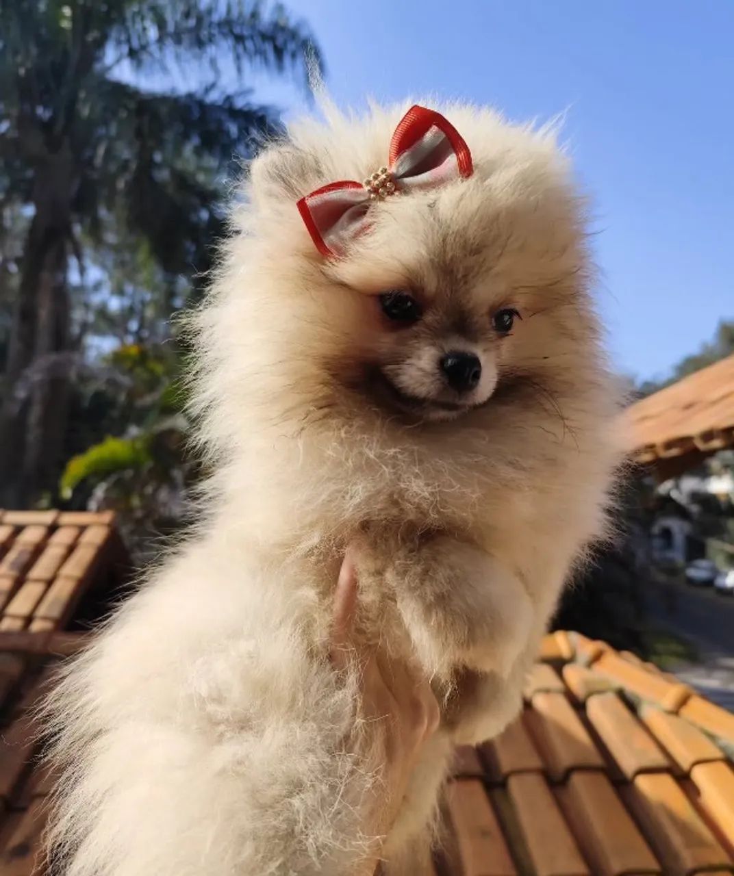 Spitz alemão anão -Filhotes com procedência/Auxilio vet 24 horas 