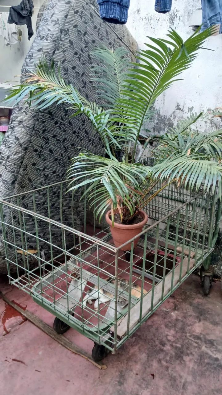 Carrinho de prestanista  - Foto 3