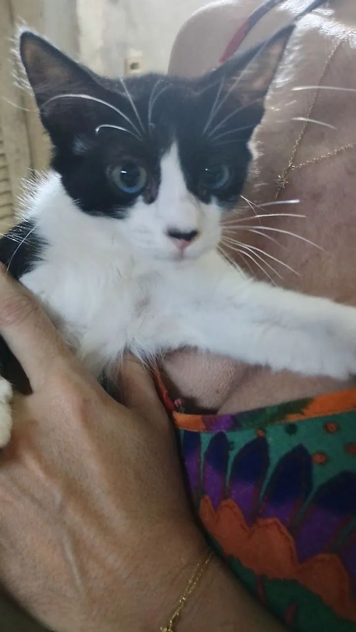 FILHOTES CASTRADOS E VERMIFUGADOS para adoção  - Foto 5