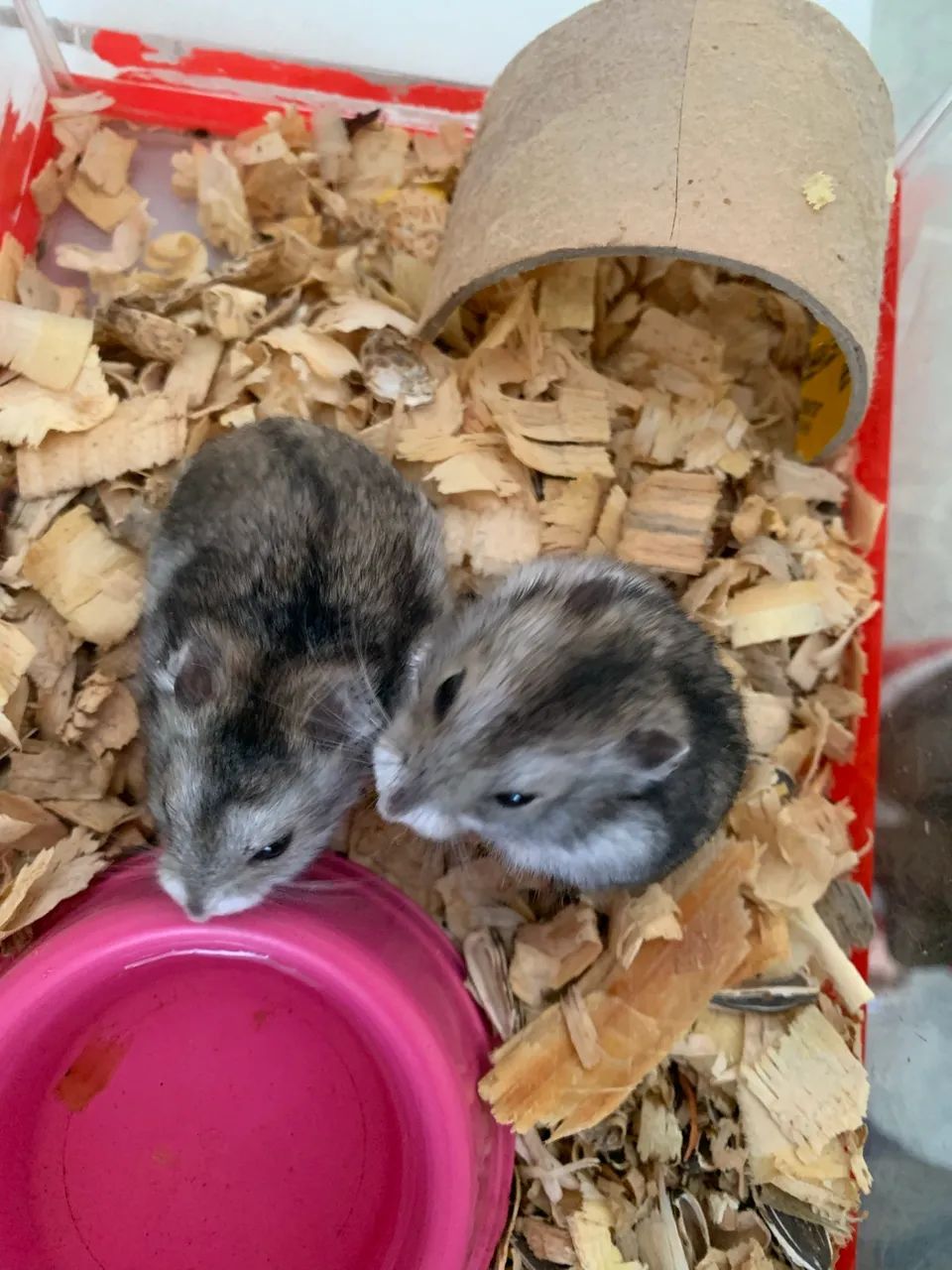 Hamster anão russo 