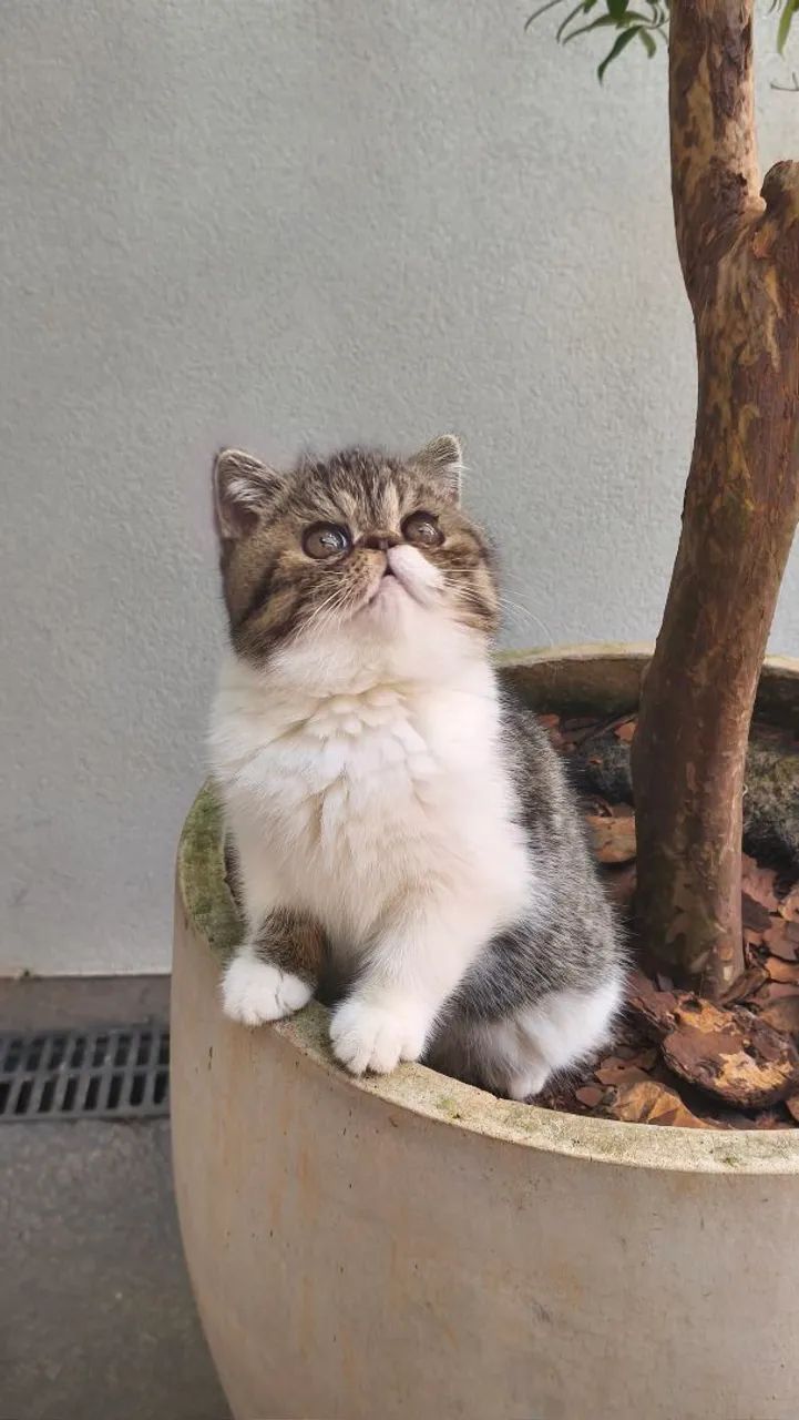 Raça Exotic Shorthair  - Foto 5