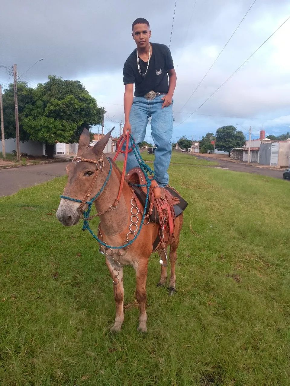 Burro manso para qualquer cavaleiro!
