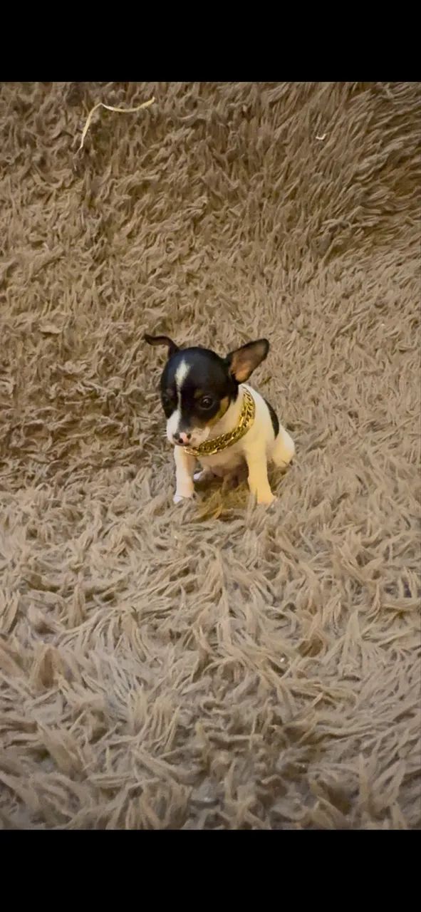 Cachorro 