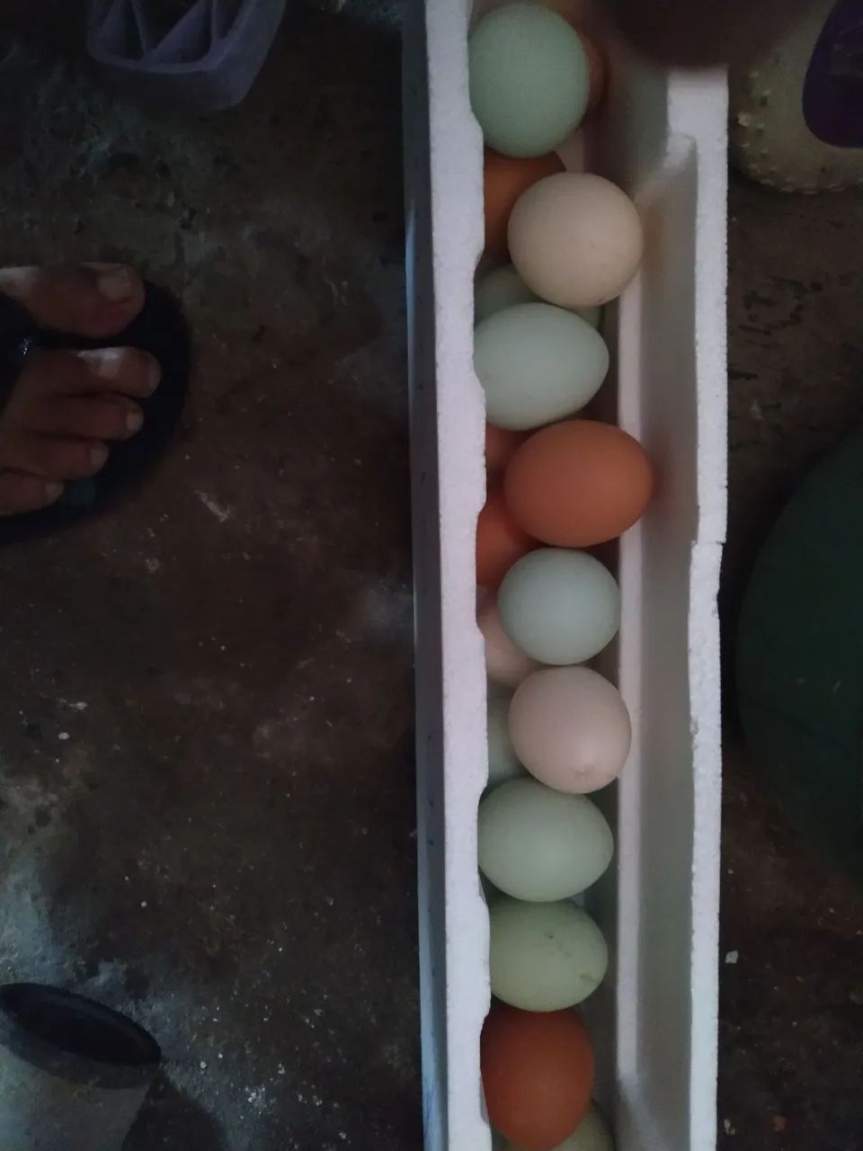 Ovos férteis de galinha GLC, legorne americana e pesadão vermelho e Embrapa 051 - Foto 4