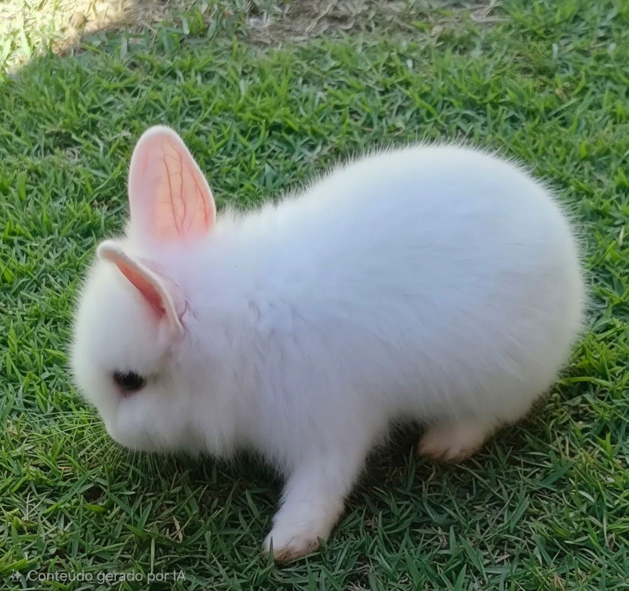 Mini Lionhead  - Foto 2