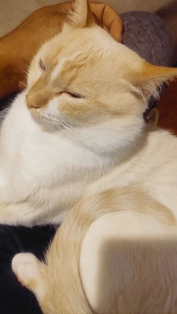 Gato para adoção  - Foto 5