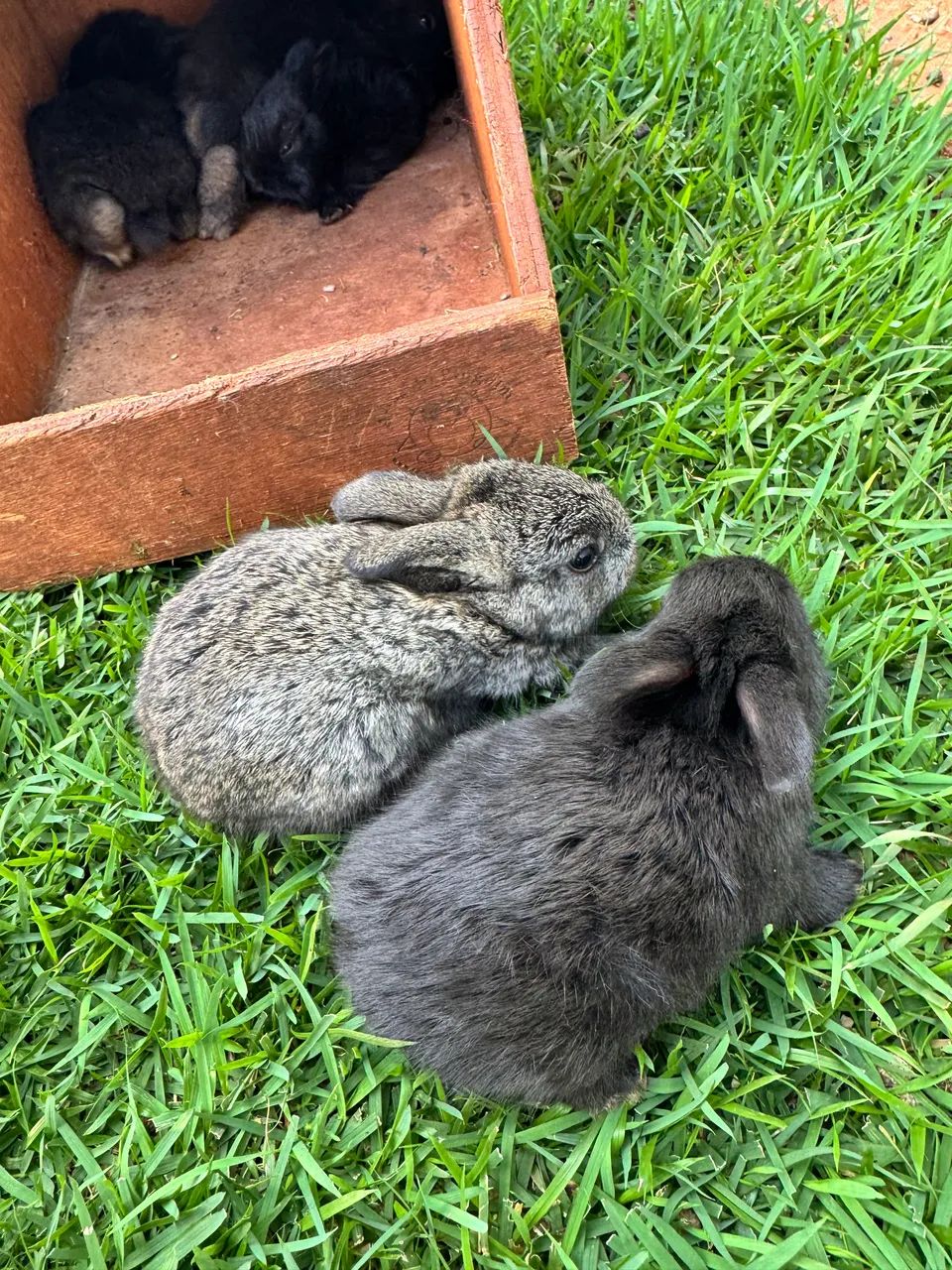 Mini Lop Rabbit415081861292369923