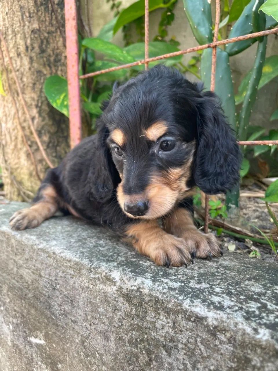 Filhotes Dachshund com Beleza e Qualidade