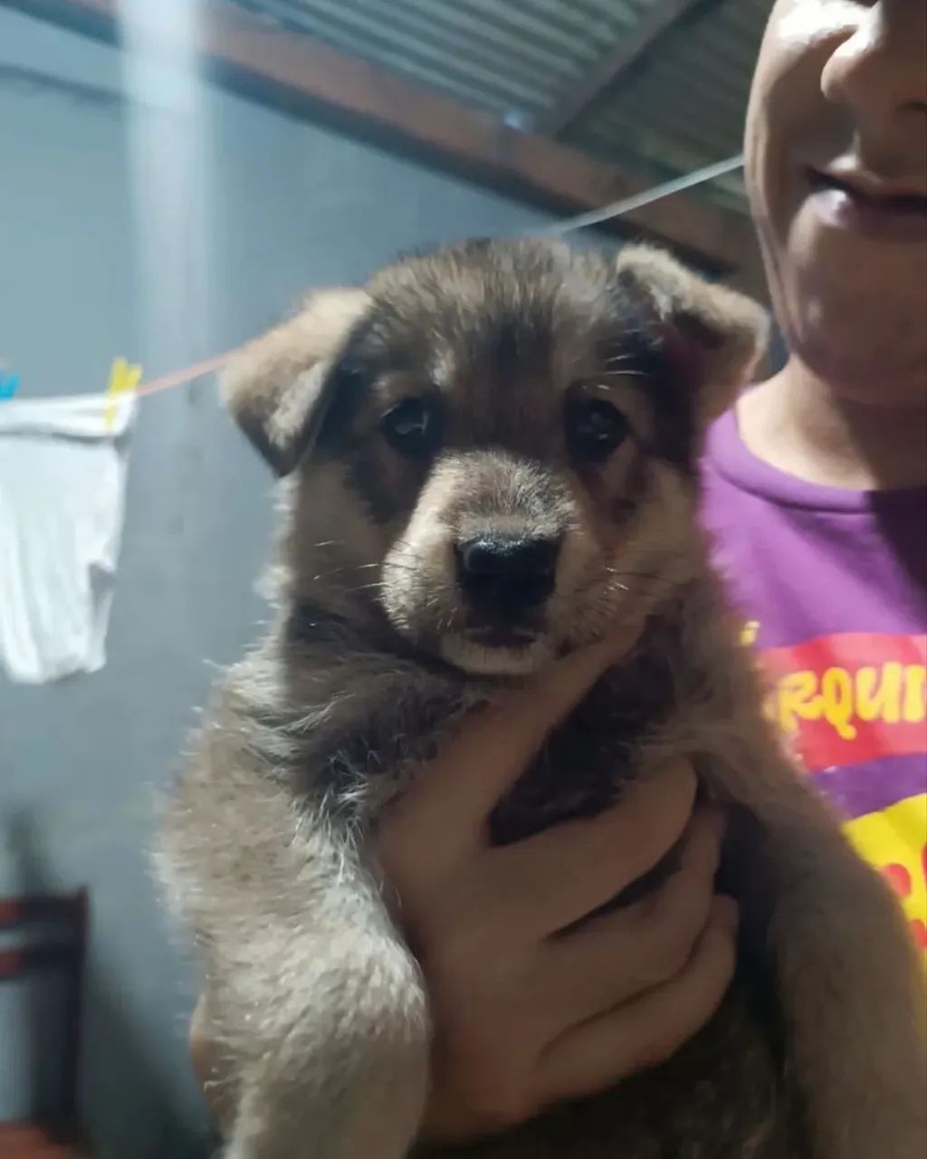 Cachorro - Foto 2