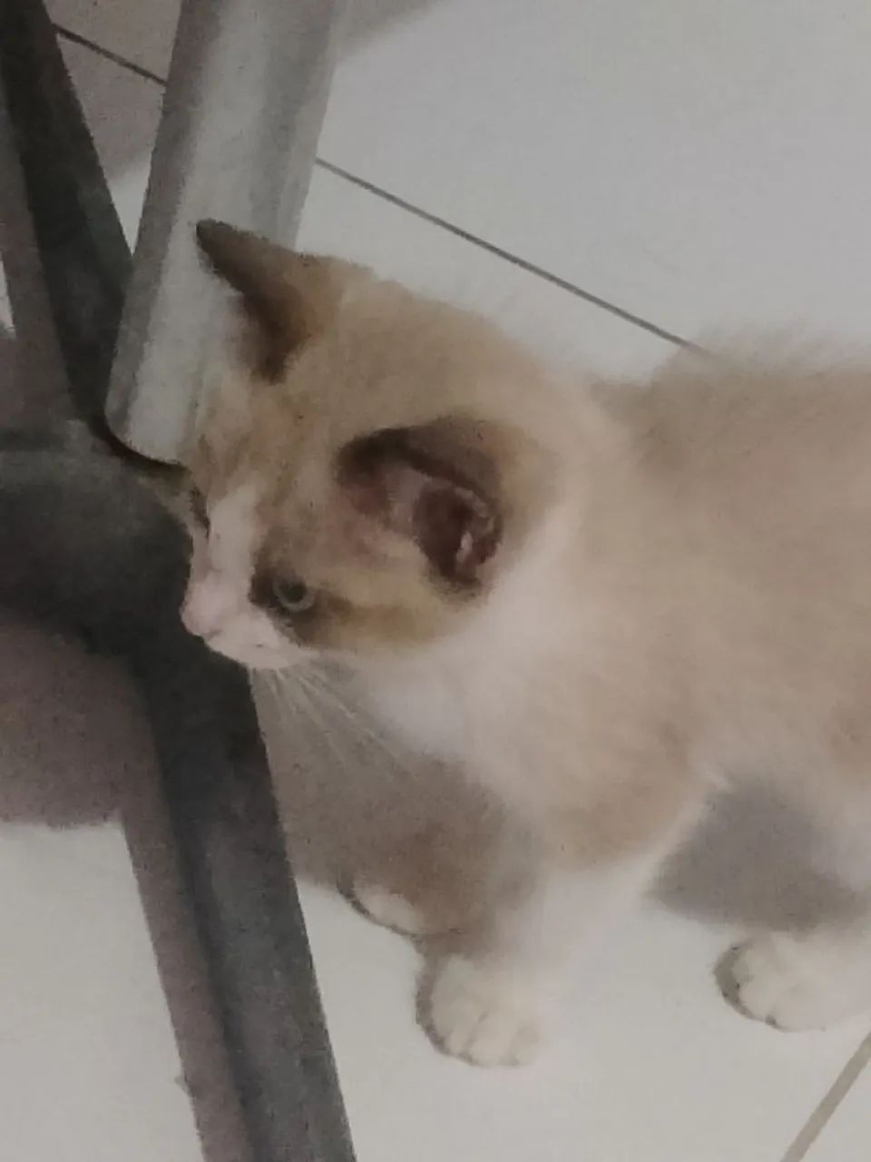 Gatinha - Foto 2