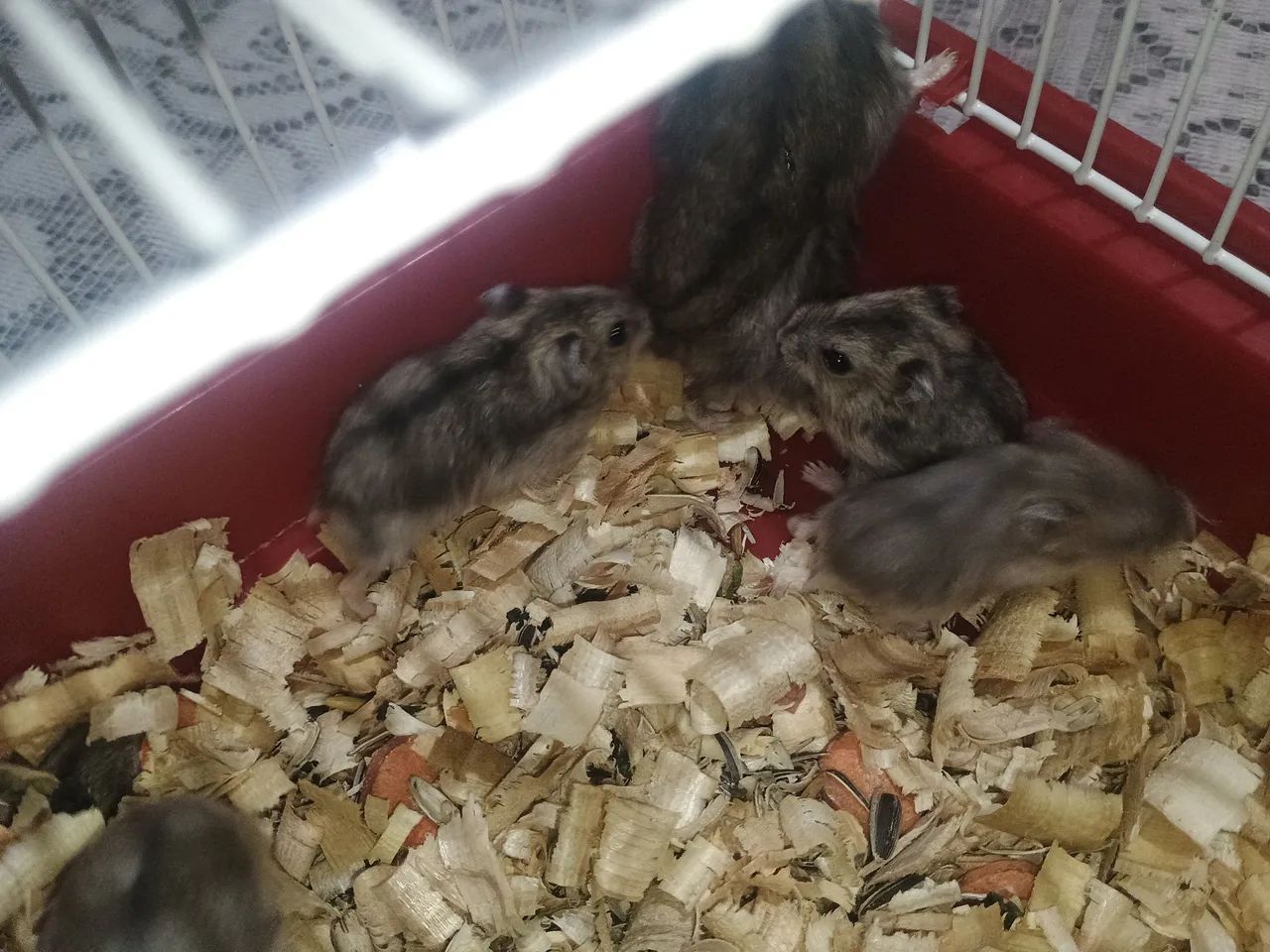 VENDE-SE HAMSTER RUSSO nasceu dia 19 de julho de 2026 - Foto 3