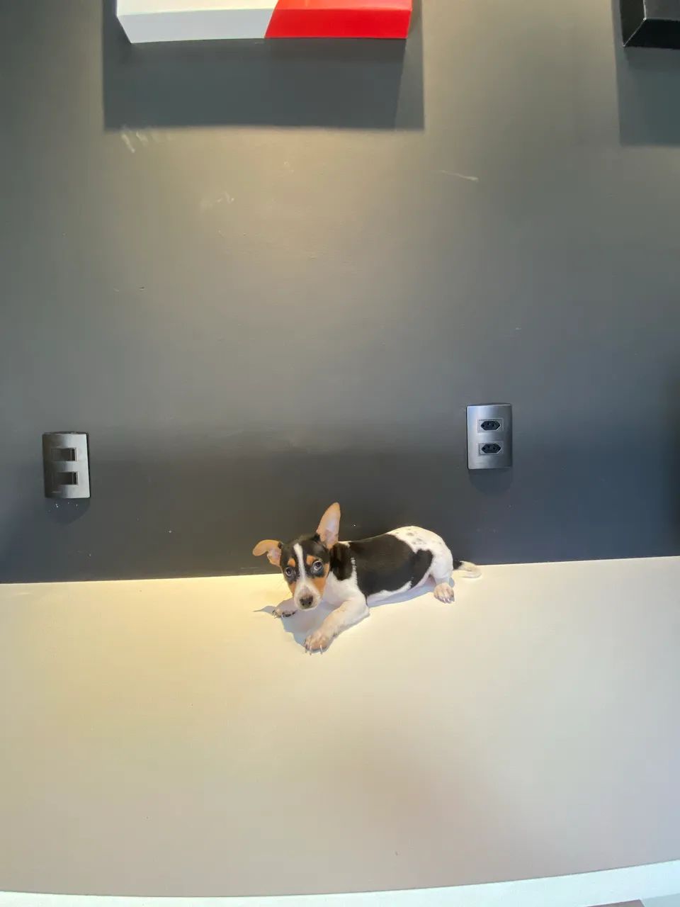 Pinscher macho número 1 