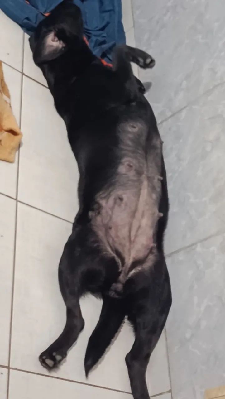 Filhotes de Labrador  - Foto 5