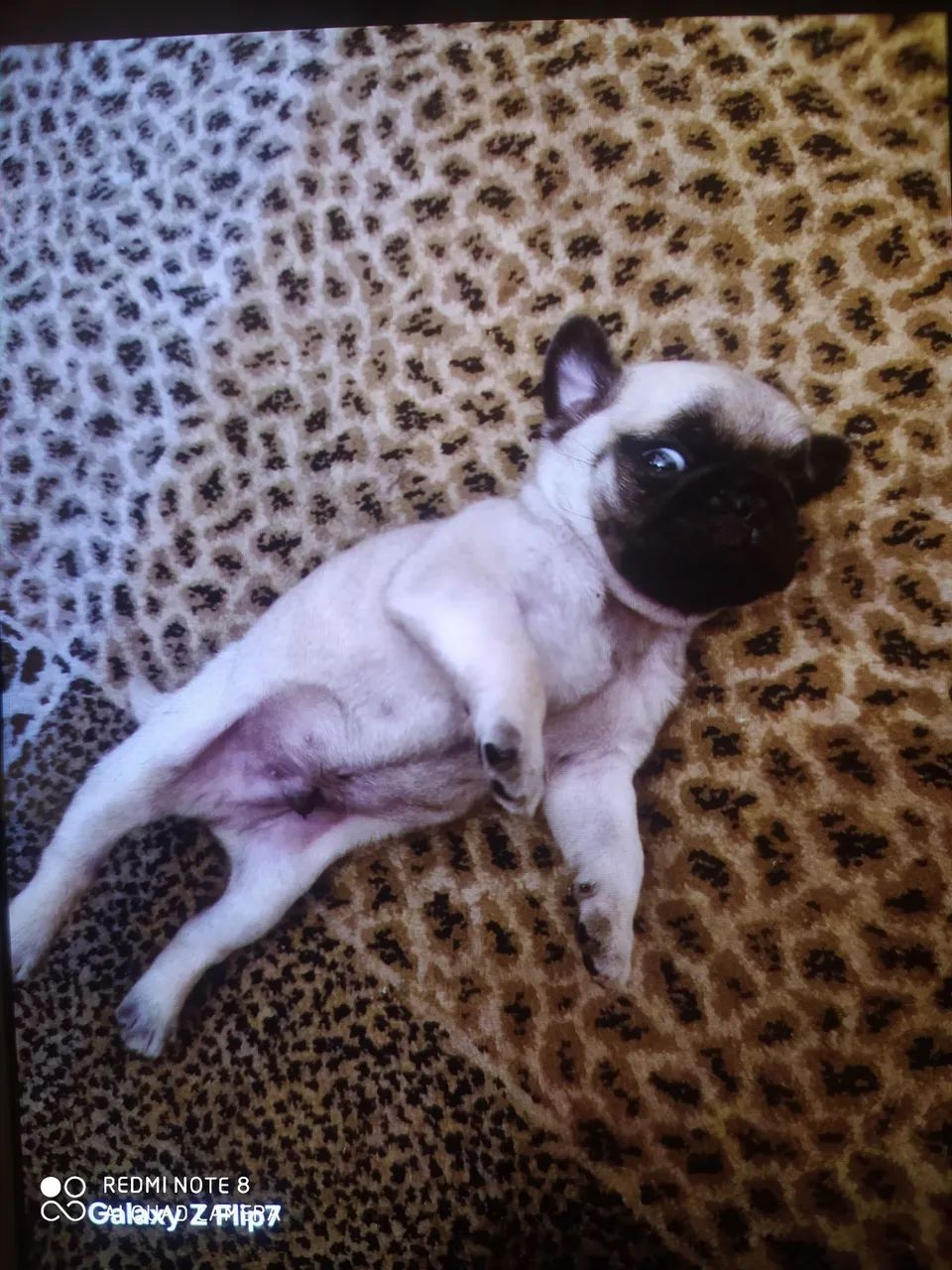 Filhote de Pug 