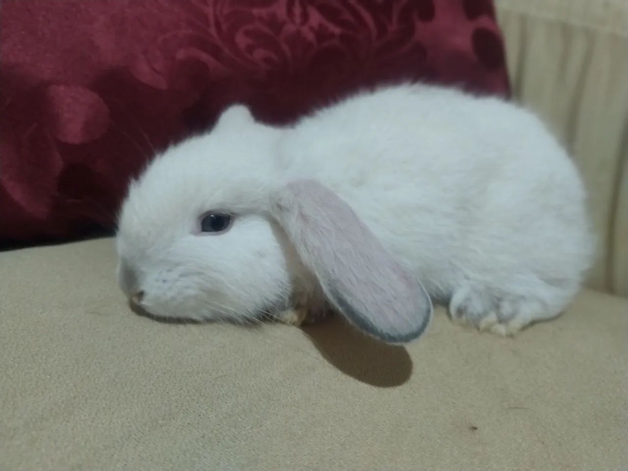 Mini Pet  - Foto 2