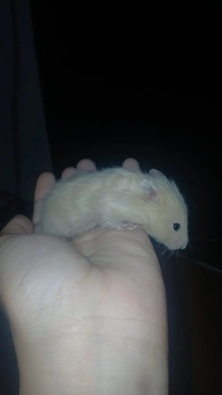 Hamster angorá  - Foto 3
