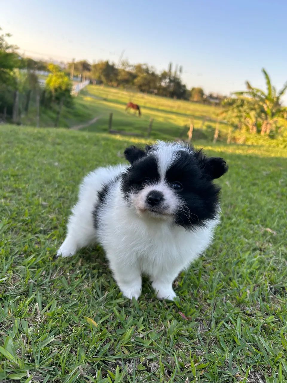 Spitz Alemão (Macho) - Foto 2