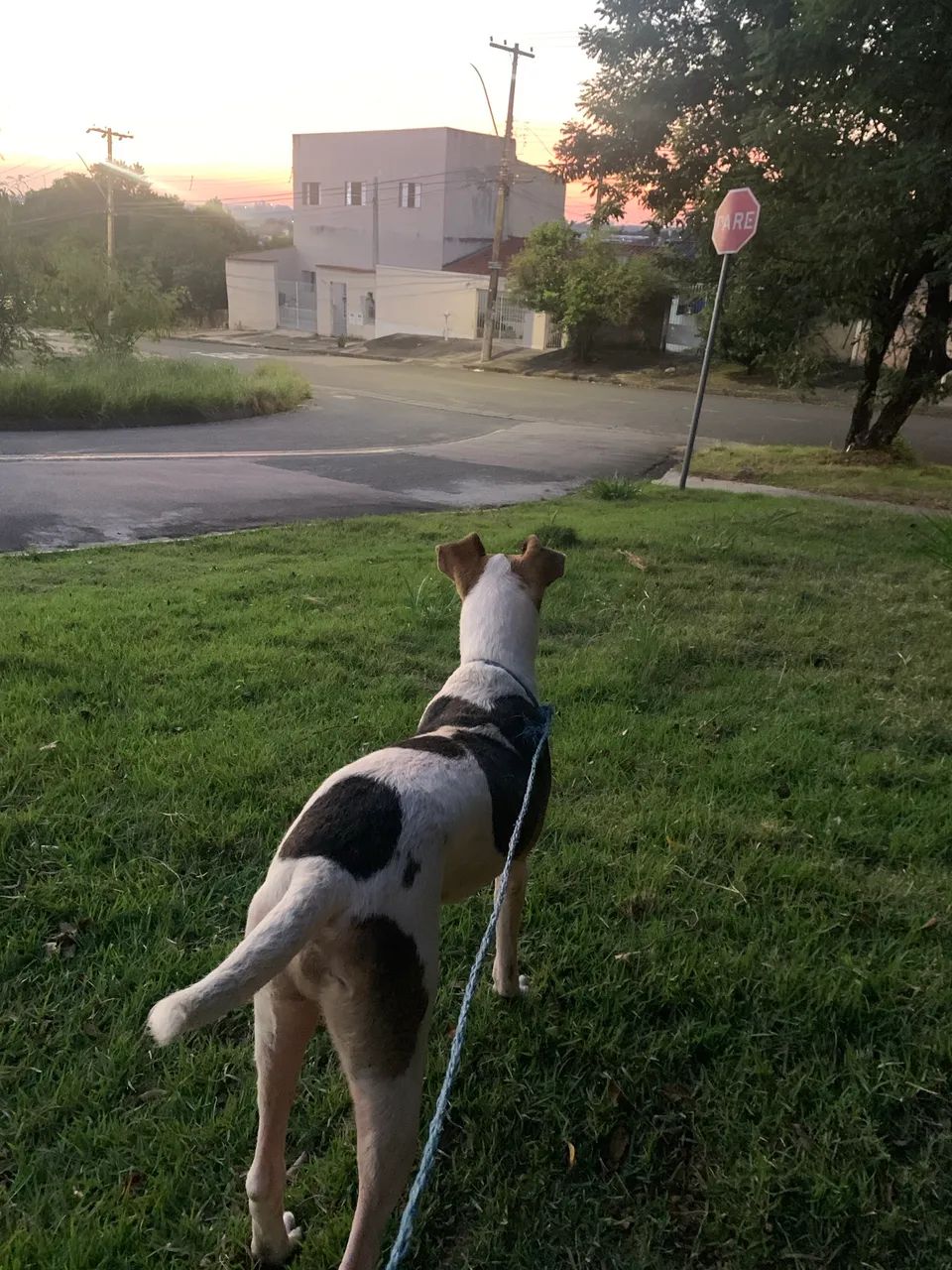 Doação de cachorro  - Foto 3