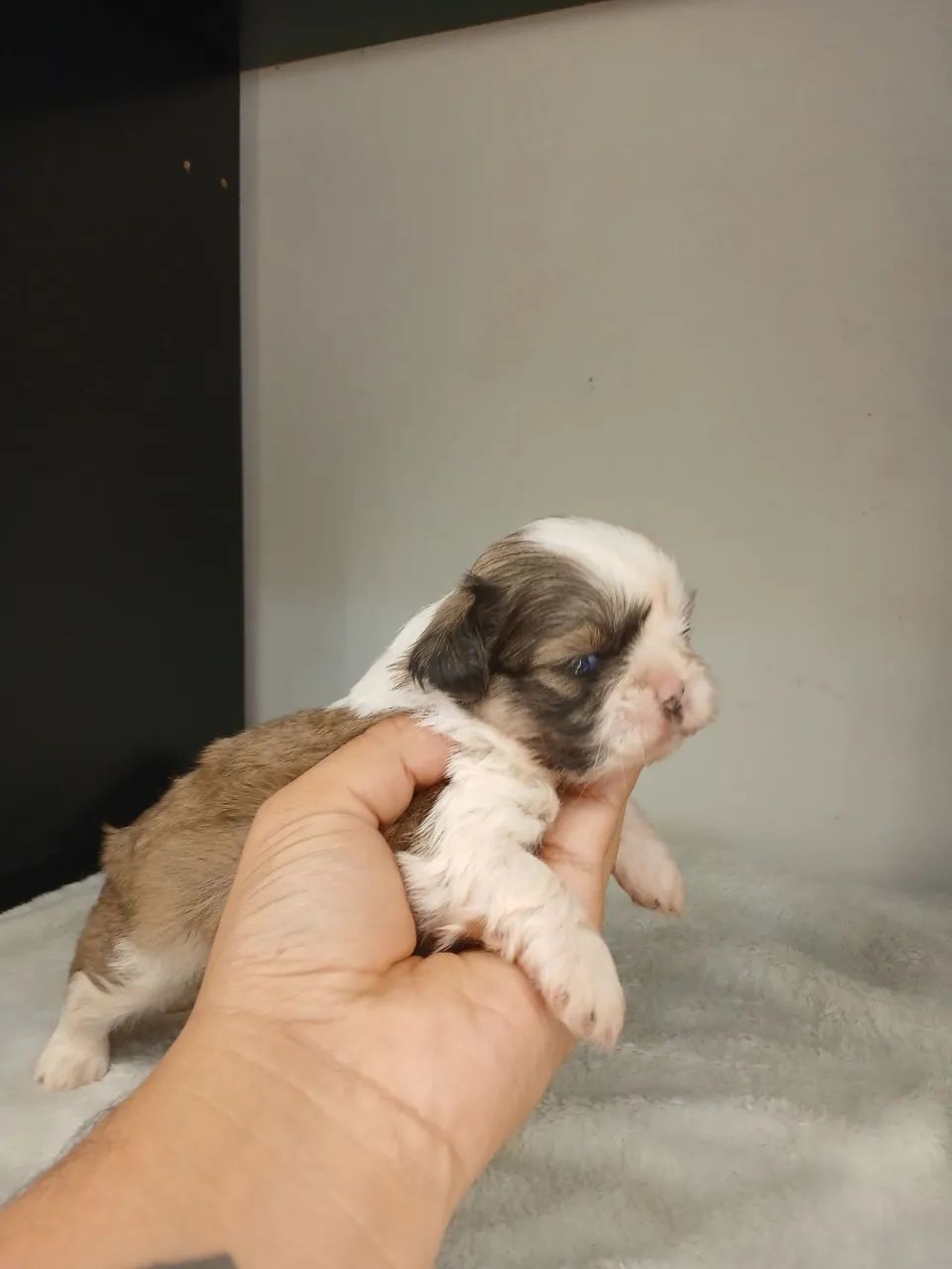 Shihtzu macho disponível para reserva 