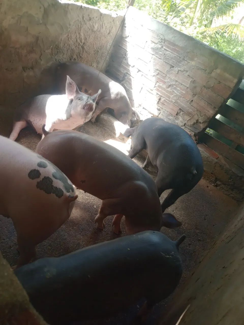 Porcos  - Foto 4