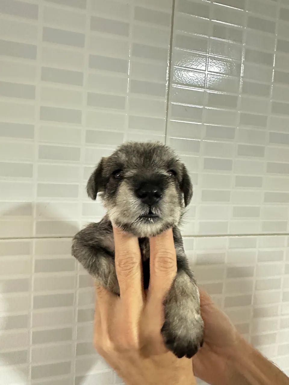 Macho de schnauzer sal  e pimenta - Foto 3
