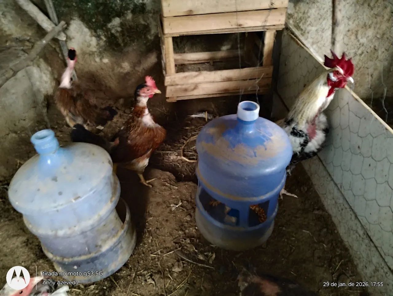 Vendo galinha caipira poedeira e Patos jovens adultos. - Foto 6