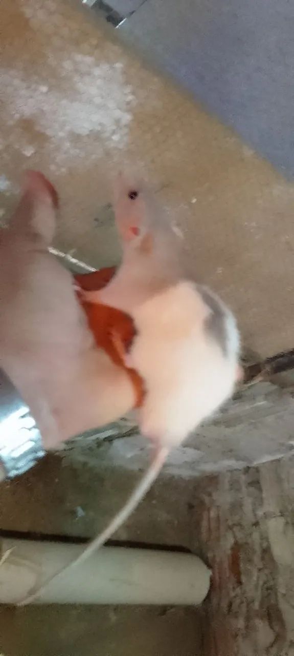 Rato twitter  - Foto 3