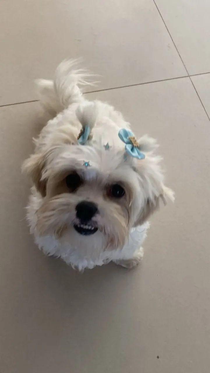 Maltês macho  - Foto 3