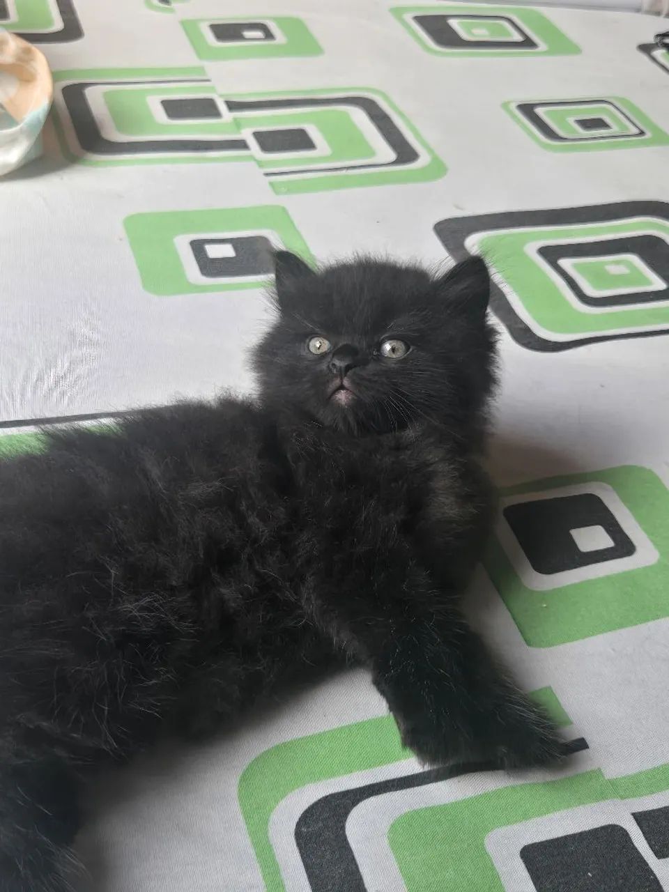 Gato persa a venda! - Foto 3