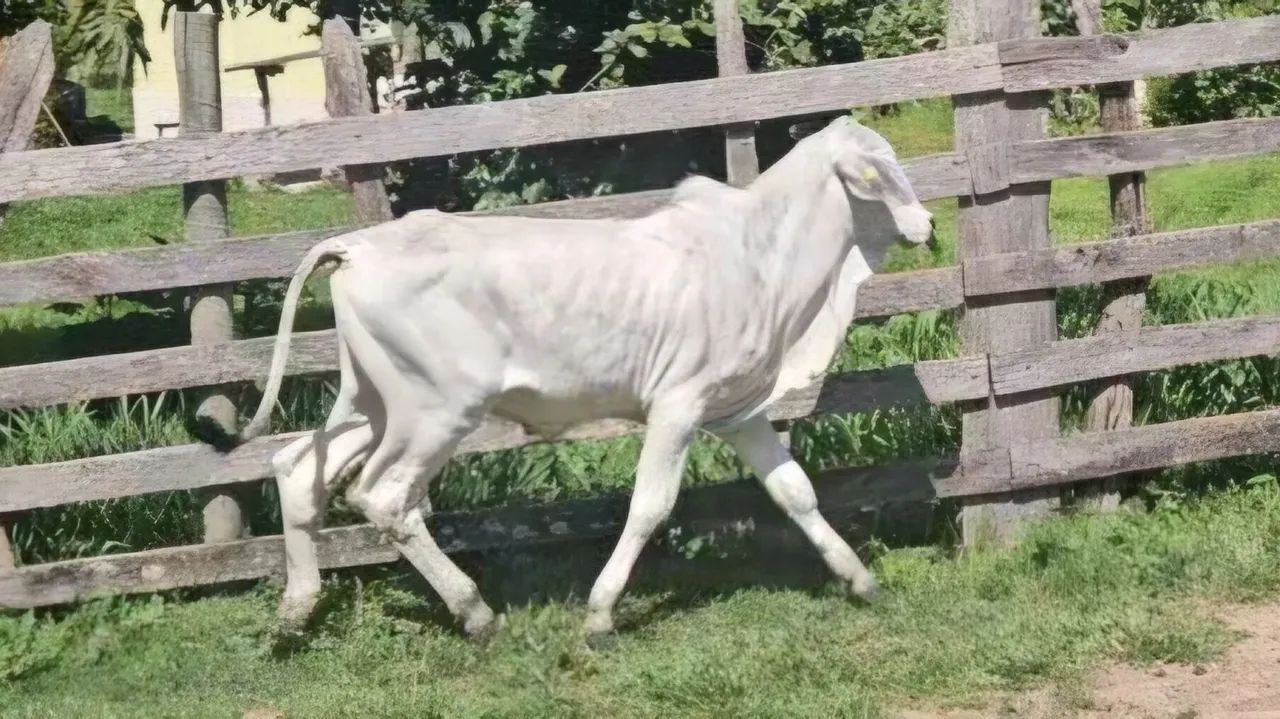 Bezerro Brahman - Foto 4