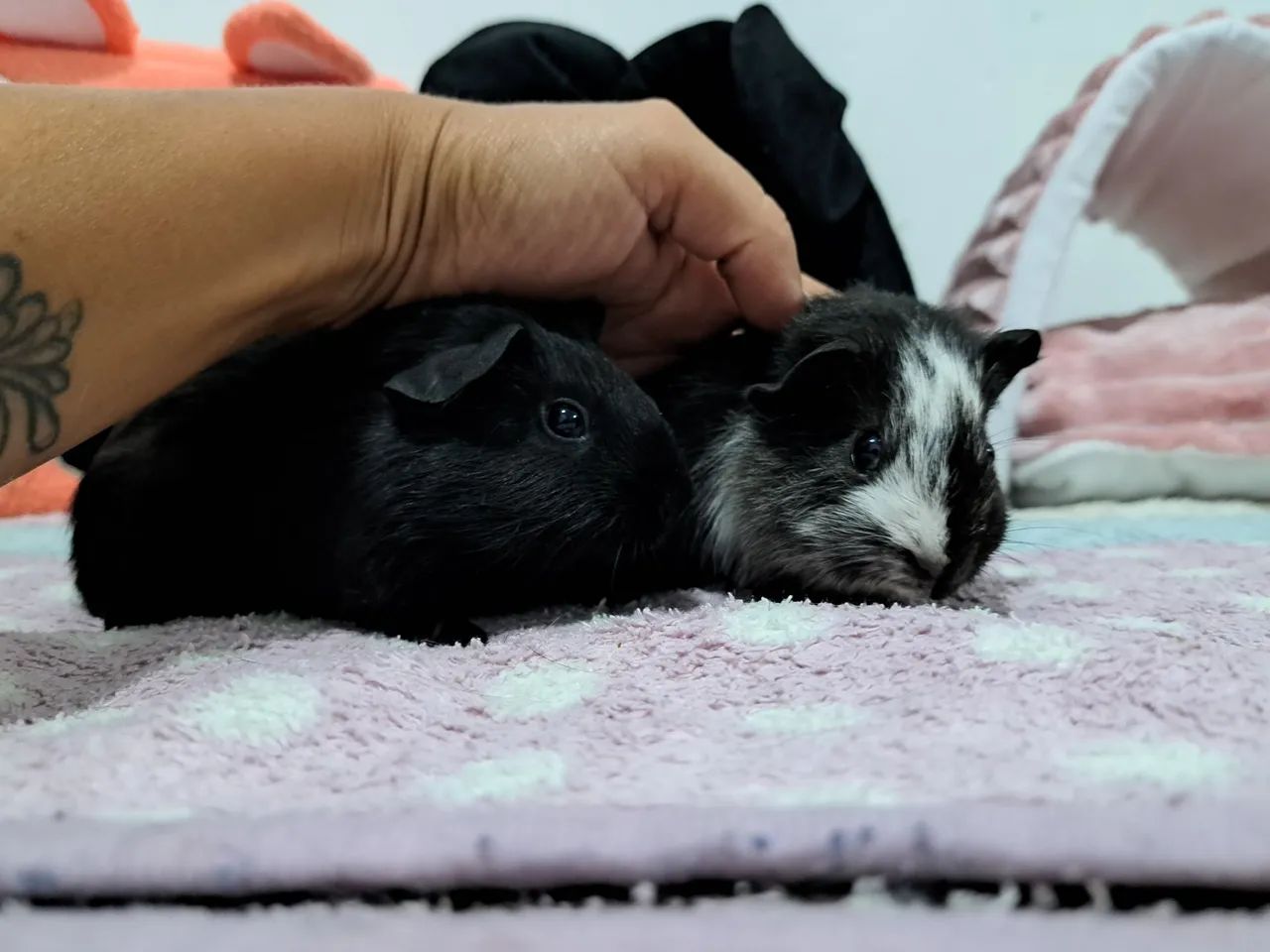 Porquinhos da Índia todas as raças  - Foto 4