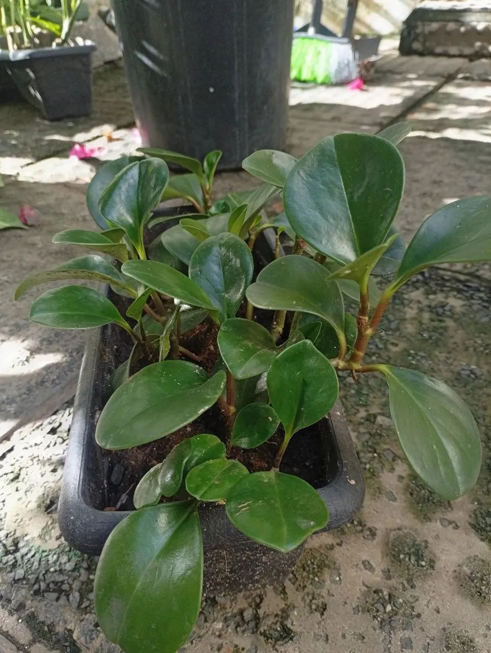 Peperomia - Foto 2
