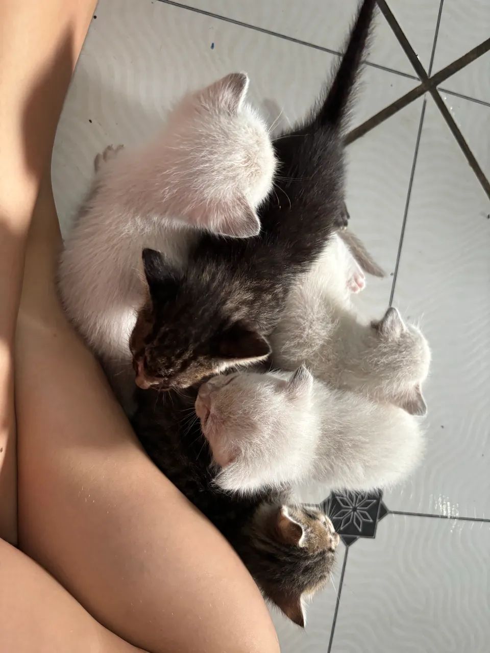 5 gatos fofinhos para adoção 