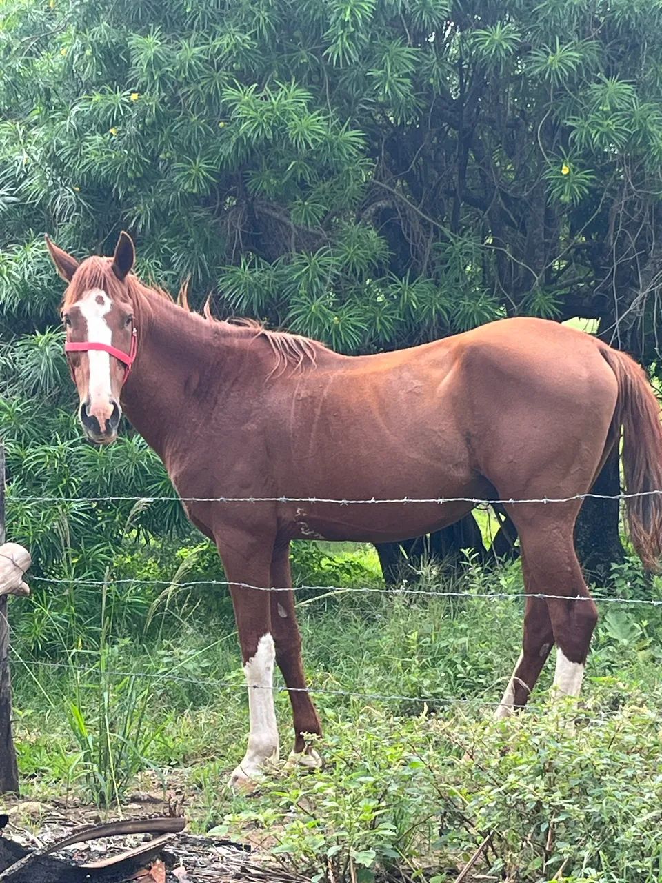 Cavalo Mangalarga (castrado) - Foto 3