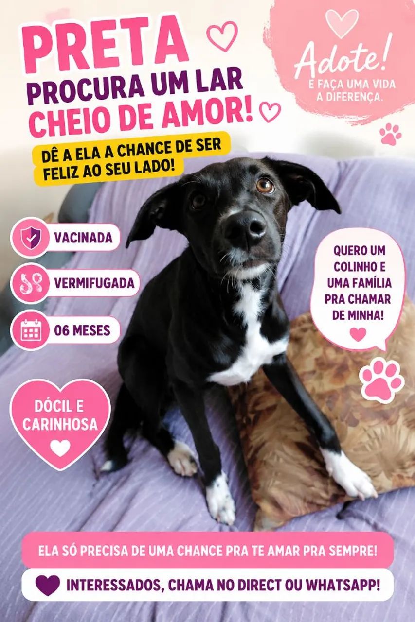 Animal para adoção 