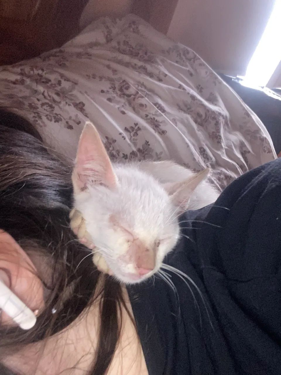 GATINHO PARA DOAÇÃO  - Foto 2