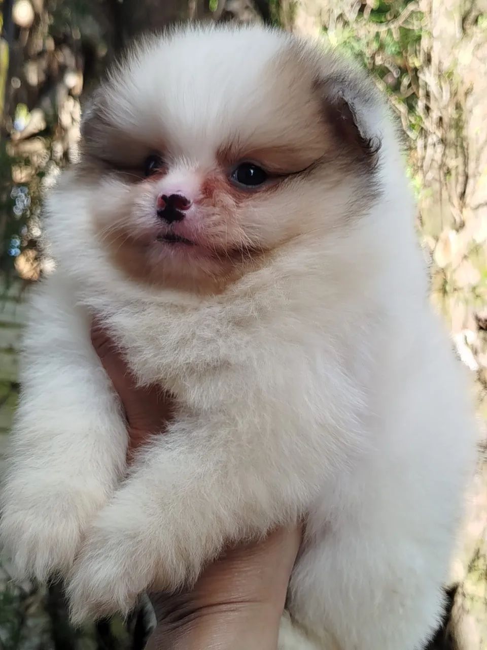 Spitz alemão anãozinho 