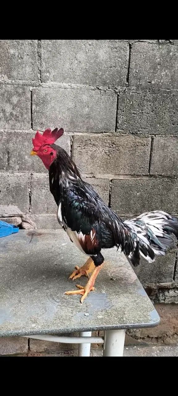 Galo bode inglês 