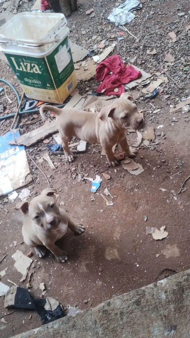 Filhotes de Pitbull  - Foto 2