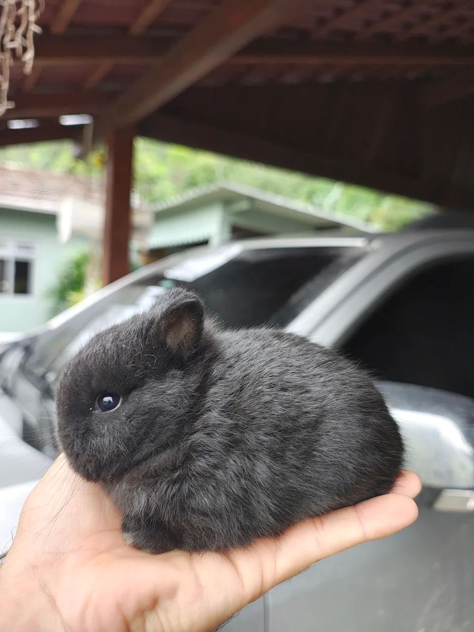 Coelhos anão de Netherland  - Foto 6