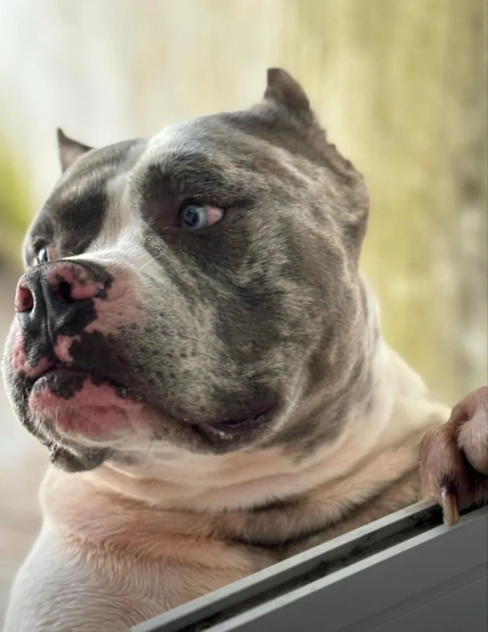 Américan bully puro  - Foto 3