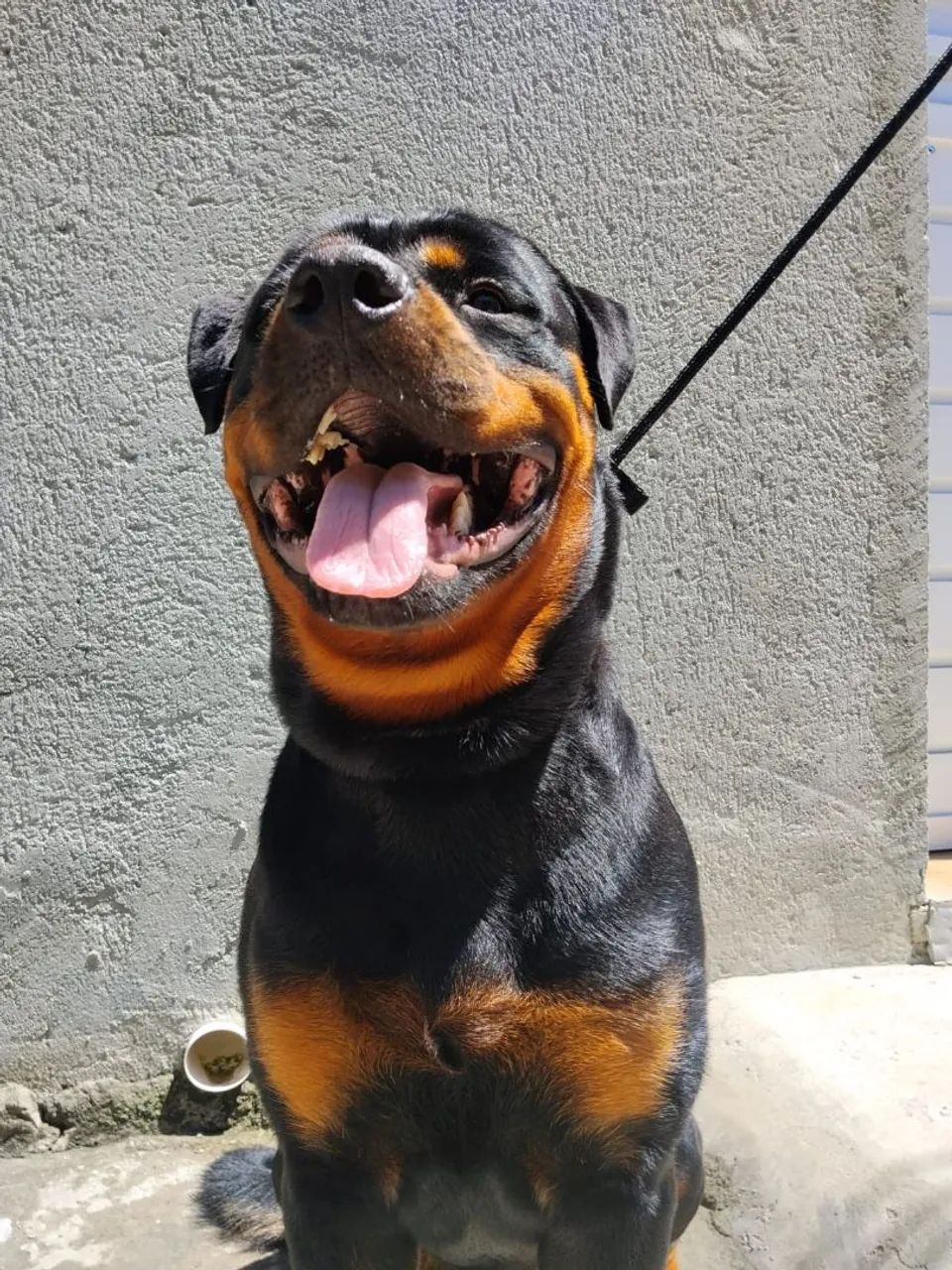 Rottweiler  - Foto 2