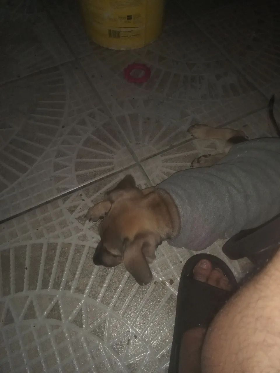 Cachorro macho  - Foto 2