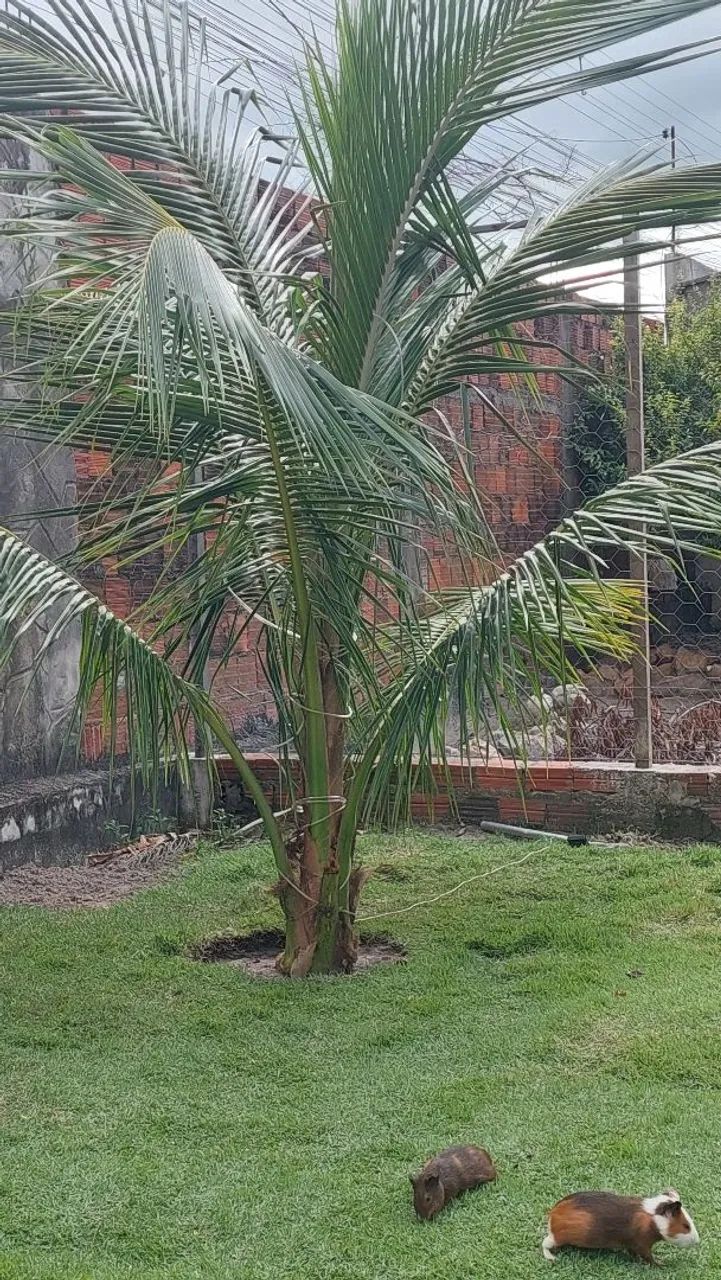 Coqueiros bae - Foto 2