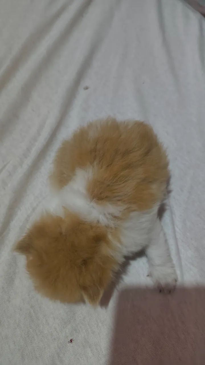 Gatos persa  - Foto 6