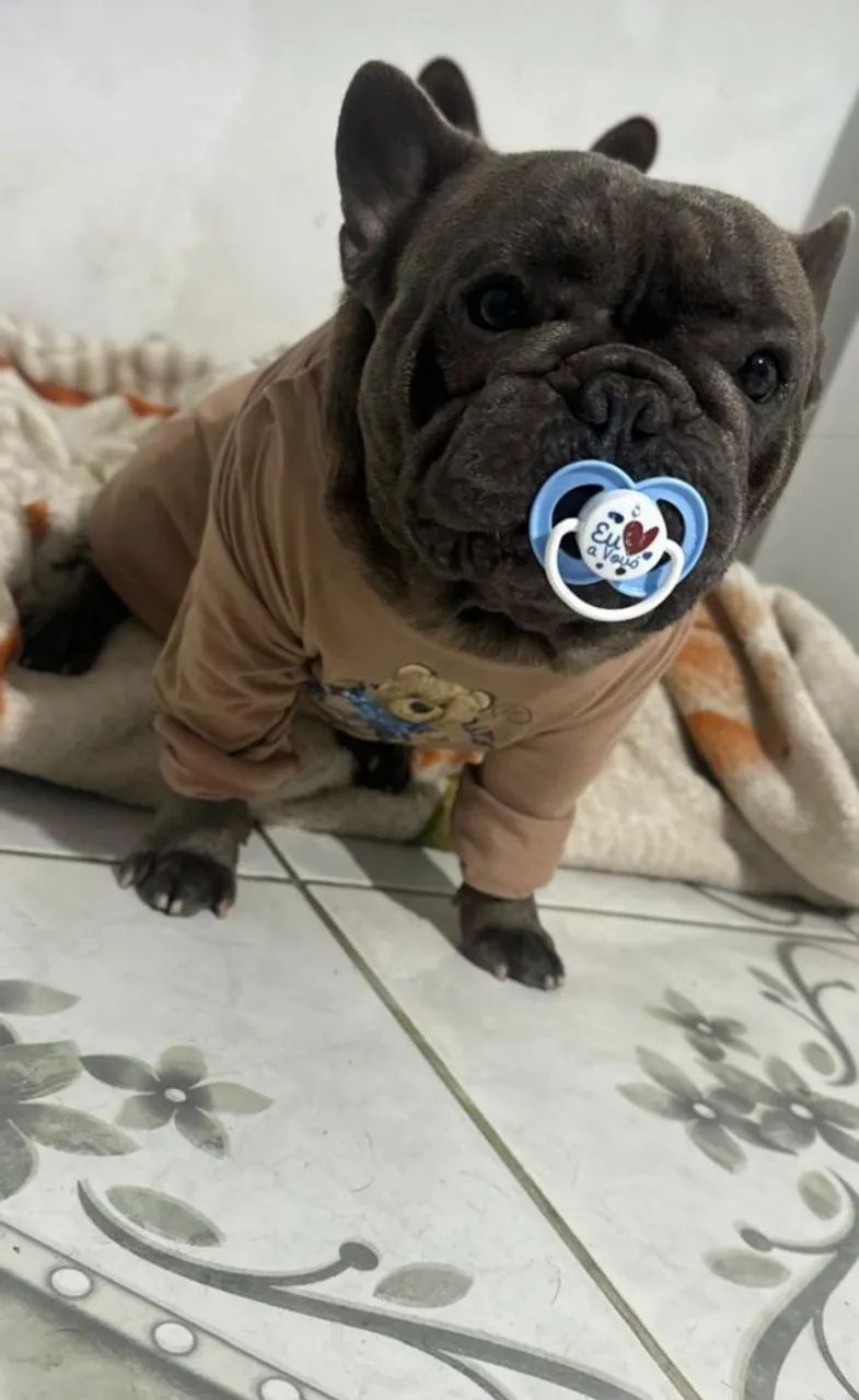 Bulldog frances  (cruza) - Foto 2
