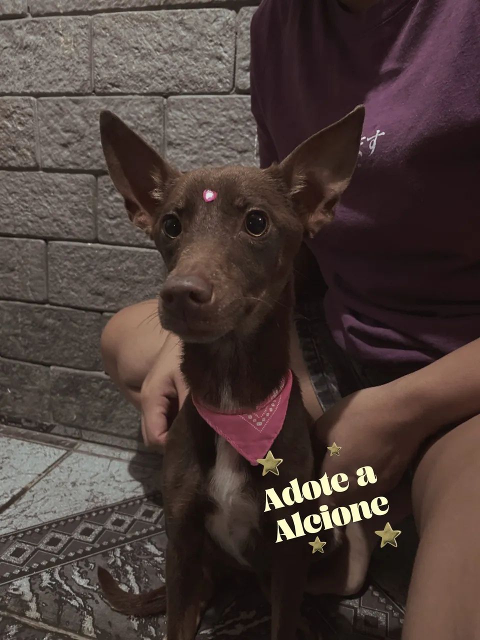 Doação de cachorra dócil e obediente  - Foto 3