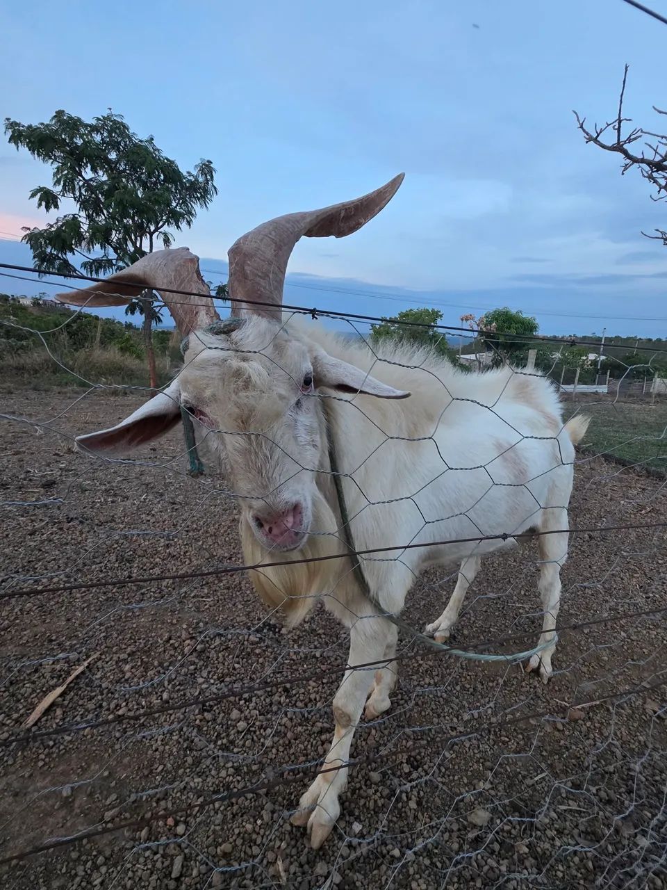 Cabras e bode reprodutor Saanen 